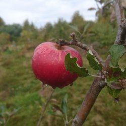 Woodcroft Wildspace - Apple Day
