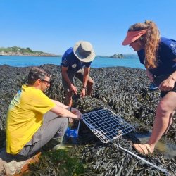 SEAsonal surveys: PSNMP shoresearch walkover surveys