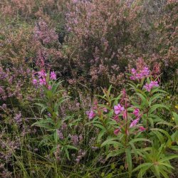 Galtee Peatlands Visioning Workshop