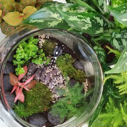 Classic Terrarium Workshop at Studio 35