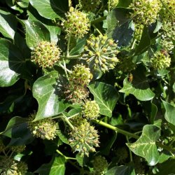 Autumn Equinox Celebration - For Druids, Witches & Friends