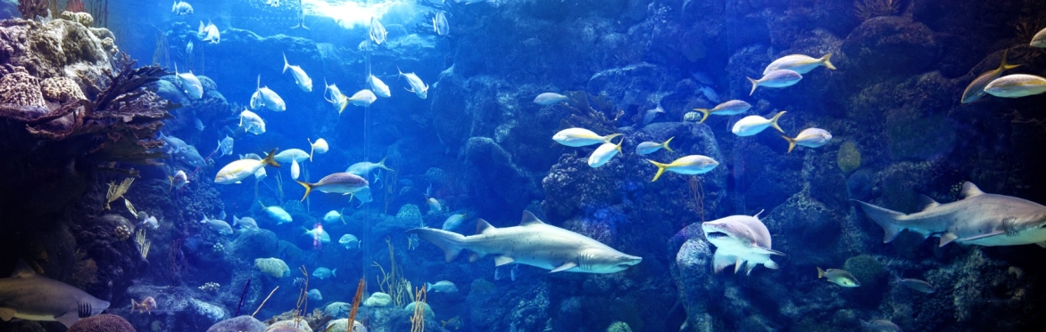 The Florida Aquarium - Wild Dolphin Cruise - Round Trip Transportation
