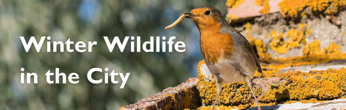 Winter Wildlife in the City YouTube Livestream