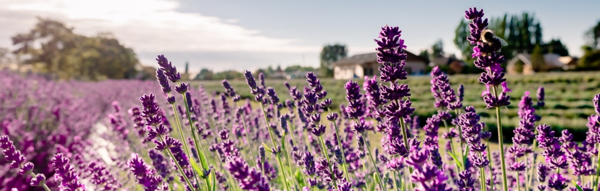 Meet Lavender Event - 邂逅薰衣草