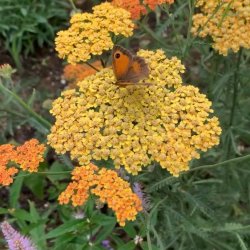 Bell House Open Garden