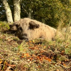 Farming in Woodlands: Managing pigs in a young woodland