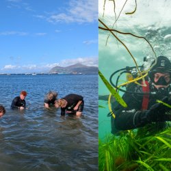 Porthdinllaen Community Seed Collection 2026 | Casglu Hadau Cymunedol ym Mhorthdinllaen 2026