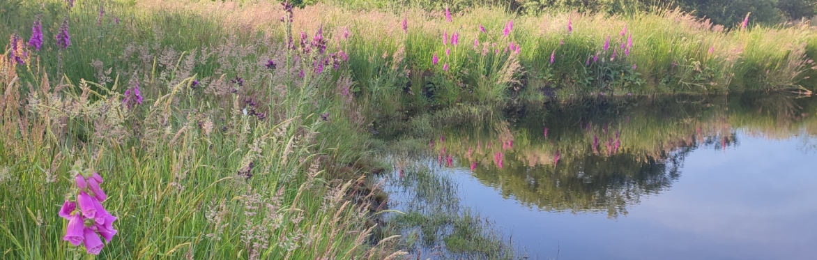 Field Good Friday - Wildlife ponds- August Edition