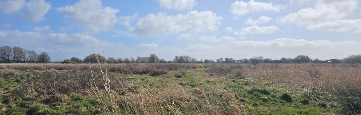 Carr House Green Common Invertebrate Recording Day