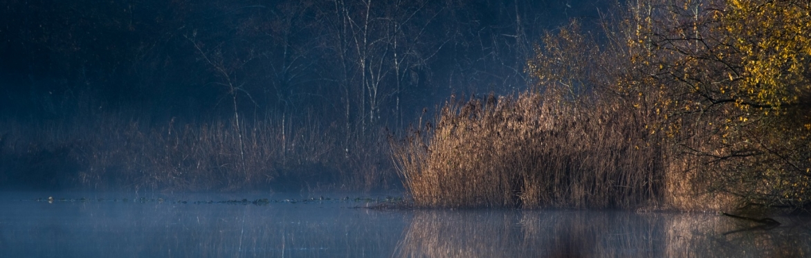 Wild Weekend  - Wintering Well  - with Tasha Stevens-Vallecillo