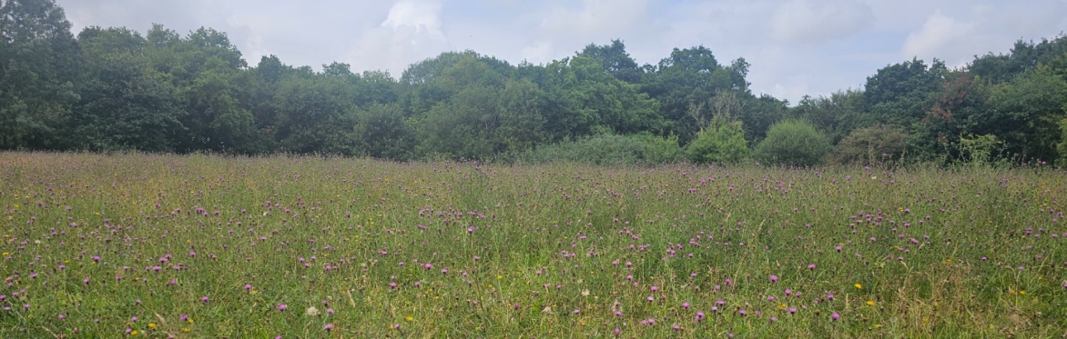 Dibbinsdale Nature Reserve Invertebrate Recording Day