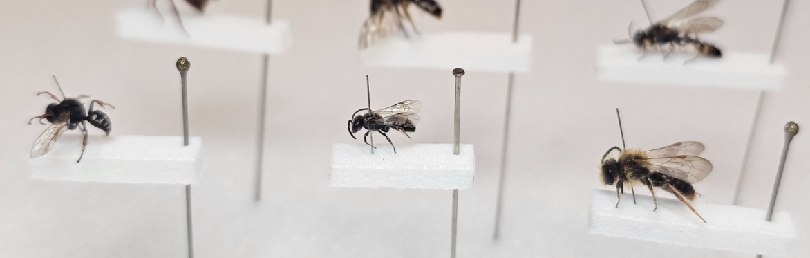 What we know, and don't know, about humane insect collection - Webinar