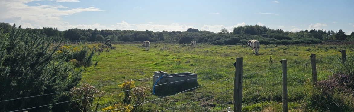 Freshfield Dune Heath Invertebrate Recording Day