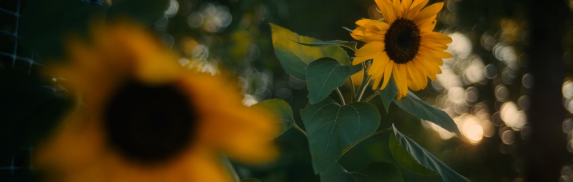 BLOOM + LIFT: A Celebration of Indiana Documentary Film