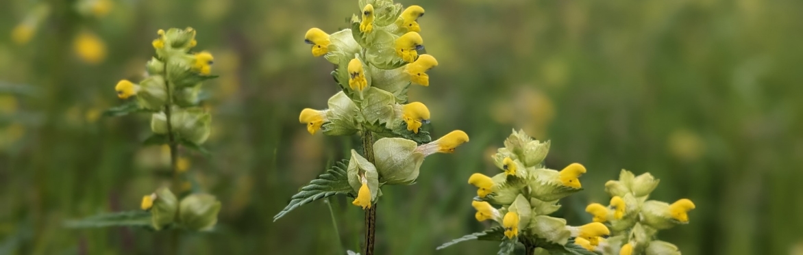 Hepple in Focus: Summer Flowers