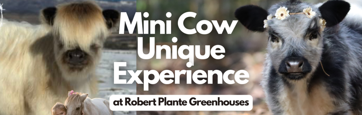 Unique Mini Cow Experience at Robert Plante Greenhouses