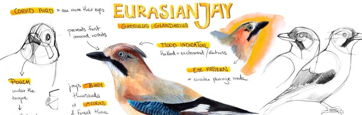 Nature Journaling for Birdwatchers 2 (Summer Series)
