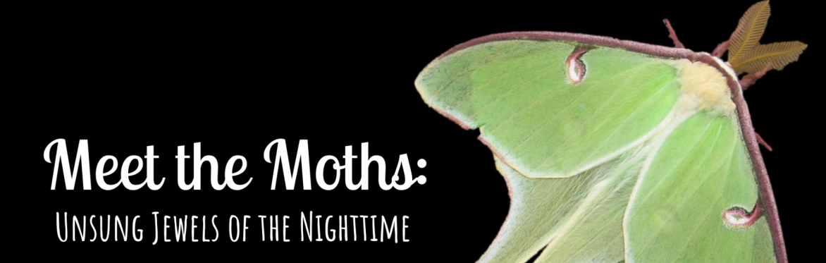 Moth Mania