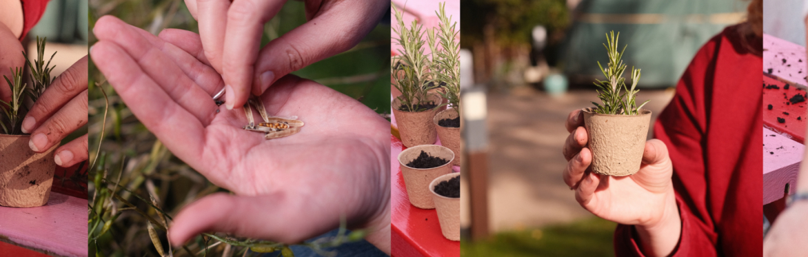 Community Vegetable Garden | Open Volunteer Sessions