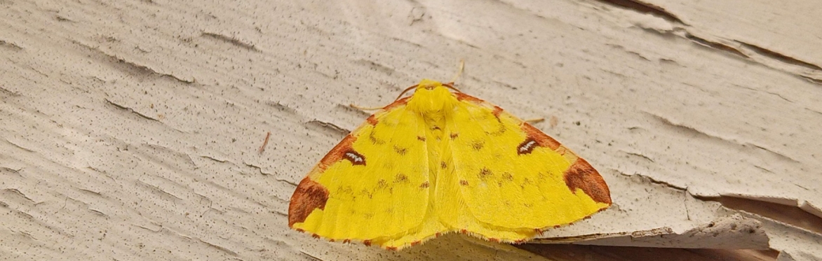 Brimstone Moth image copyright Ben Keywood