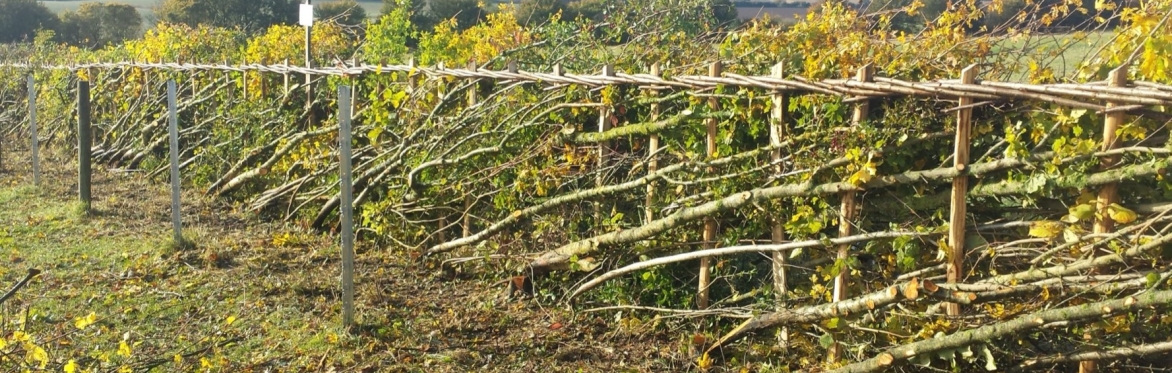 Hedge laying – your chance to learn a traditional skill