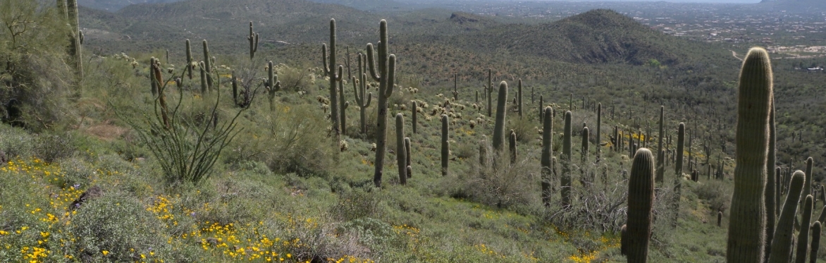 Phoenix Facilitation Training: November 13-14, 2025, 8:30a-5:00p (MST)