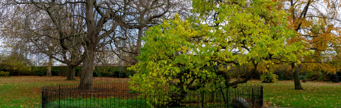 Plane Trees with UTF Logo