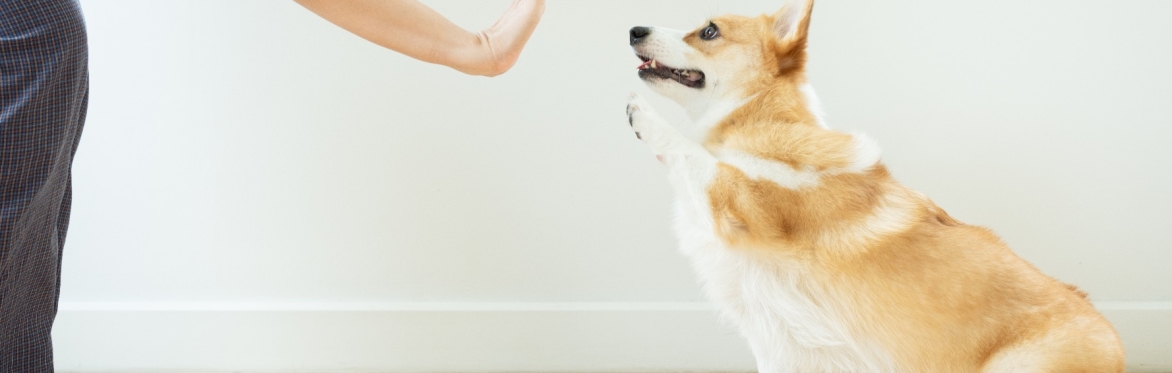Dog and human high five