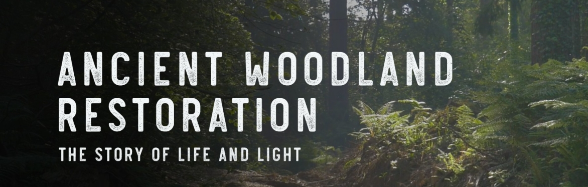 Ancient Woodland Restoration: The Story of Light and Life (Climates Film Festival 2025)