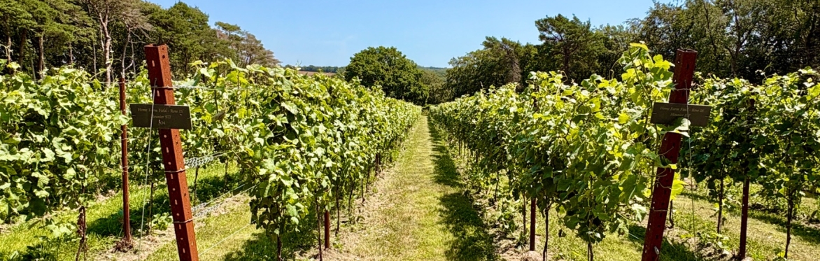 Winery, Vineyard & Tasting Experience