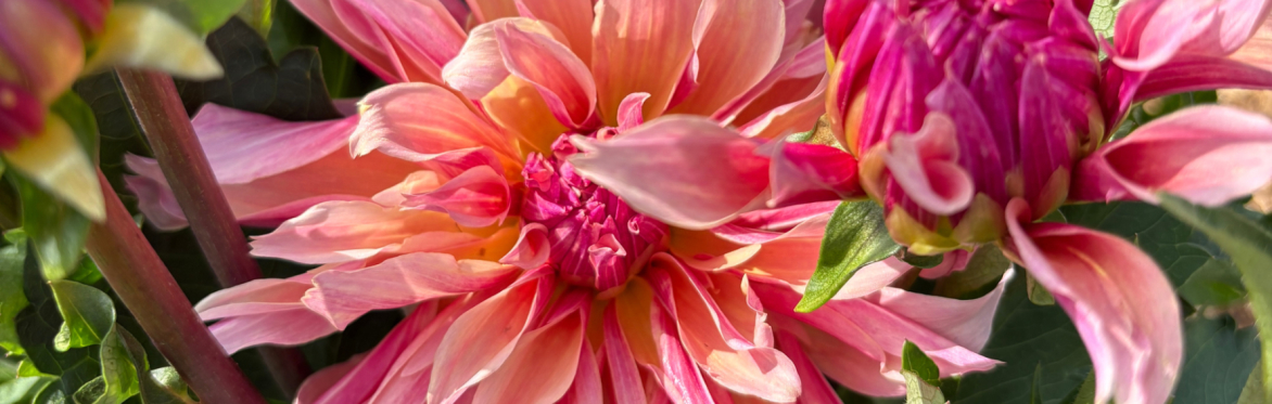Grow Your Own Dahlias! A Walk n Talk Session with Owner Morgan Davies
