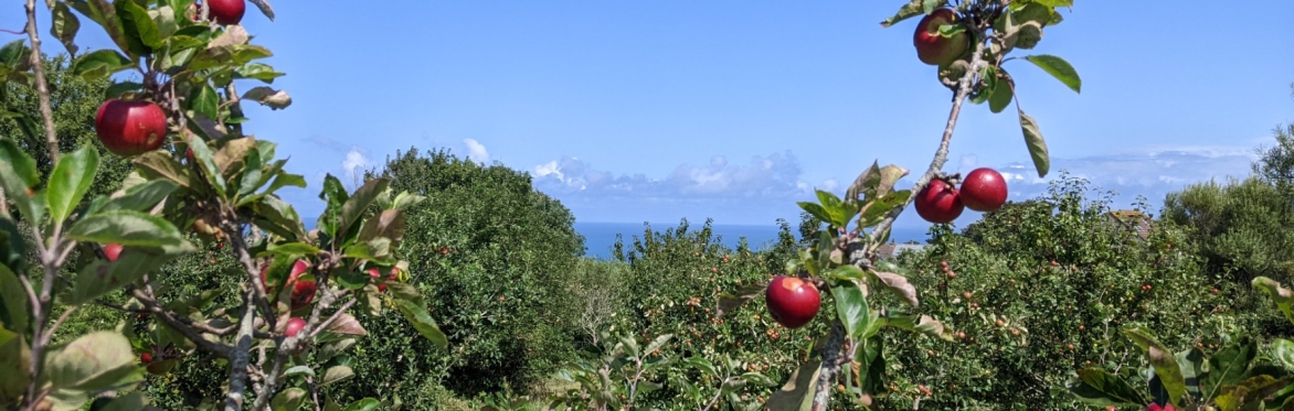 Guided Orchard Walk