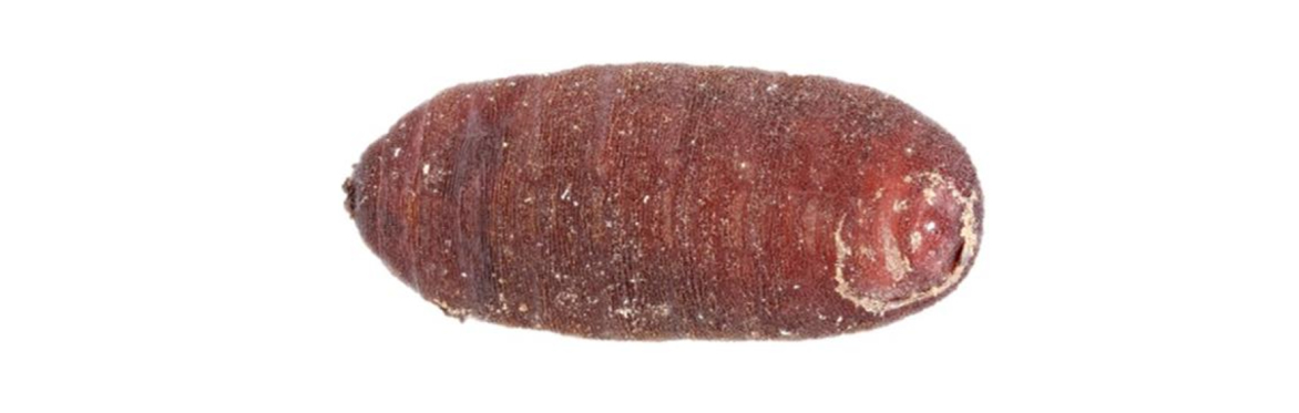 Fly Pupae Webinar