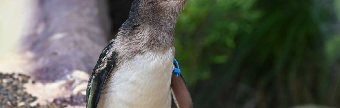 Penguin Encounter
