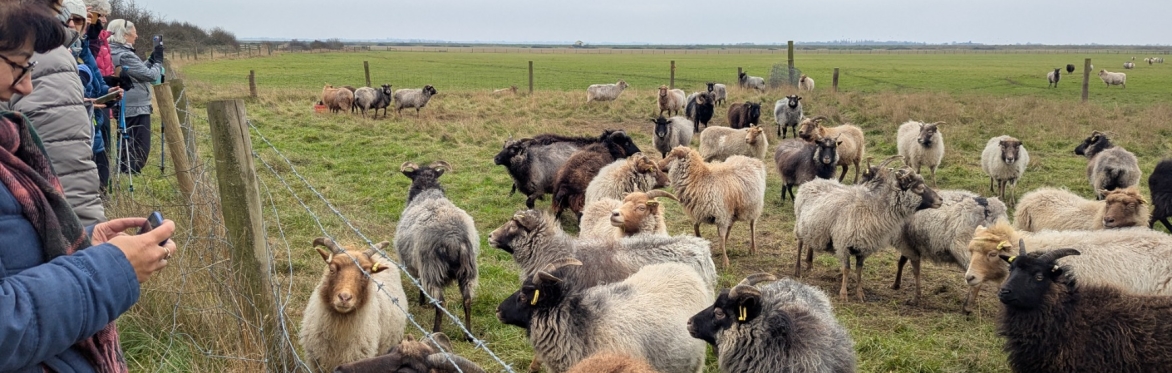 Flock of sheep at LAuriston Farm - Credit @ Chris Harvey
