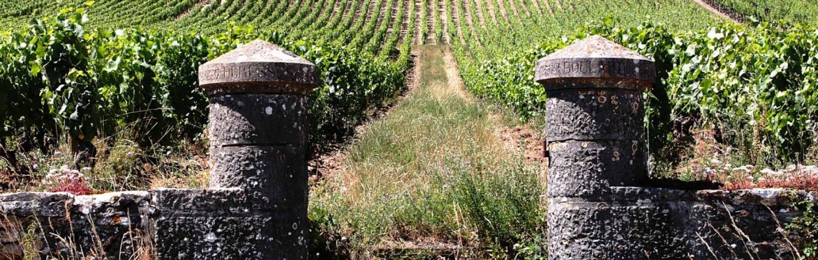 Wine Takeover Wednesday: Pinot Noirs from Around the World