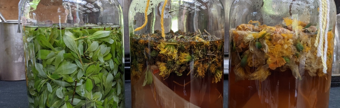 Natural Dyeing: Forest & Field