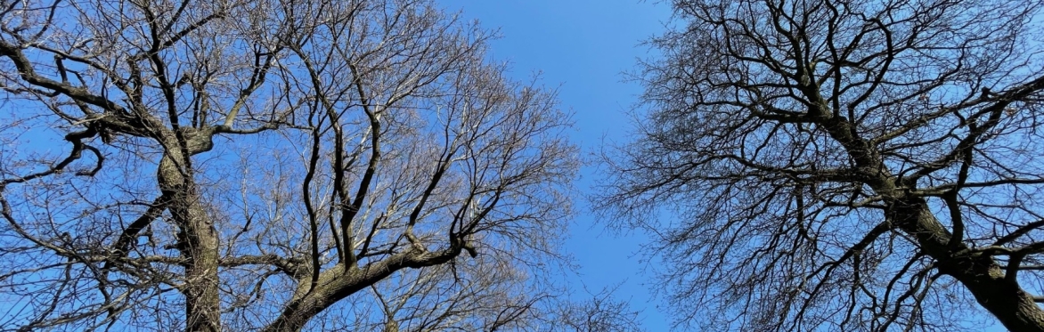 Drawing Trees: An Experimental Approach