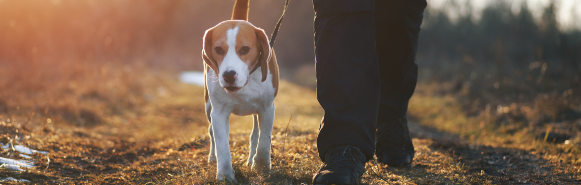 Love Dogs, Love Nature: Rethinking the Future of Dog Walking in the Surrey Hills