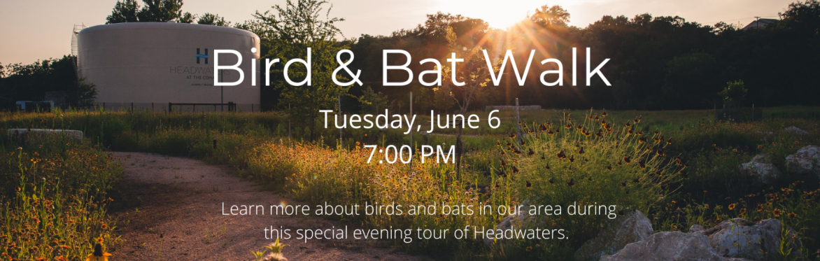 Bird and Bat Walk