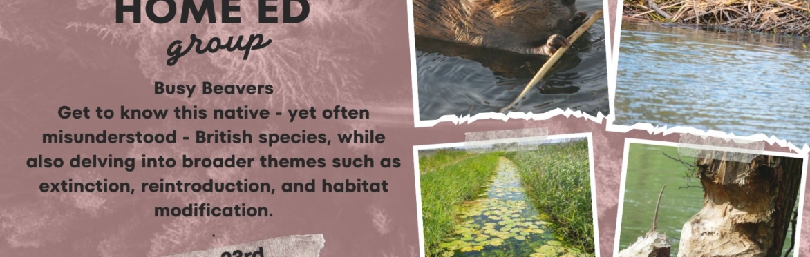 Home-Ed Group: Wetland Wildlife Dectectives