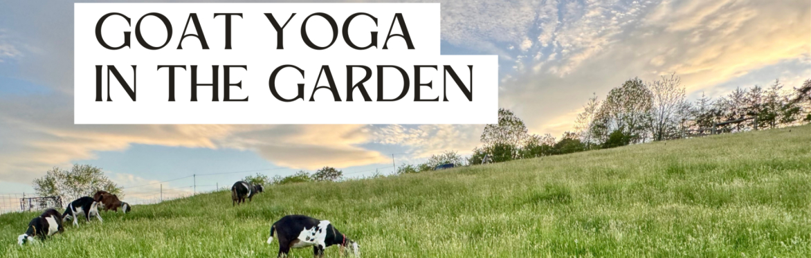 Goat Yoga in the Garden