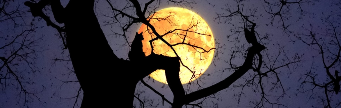 The Full Moon Energy Reset | Online Reiki