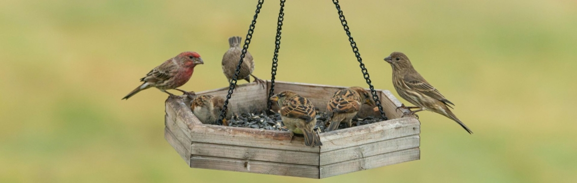 Wild Bunch gathering - Birds, bees, hogs and frogs