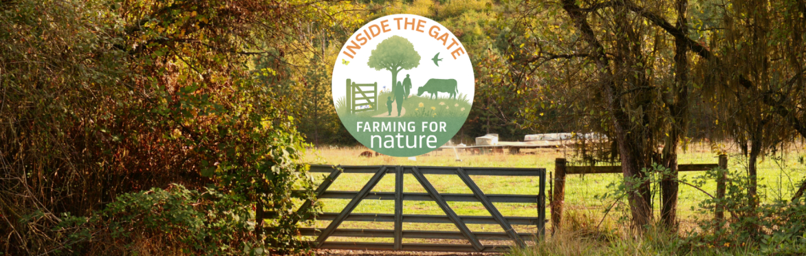 Inside the Gate: Knockvicar Alpaca Farm, Co. Roscommon (Morning)