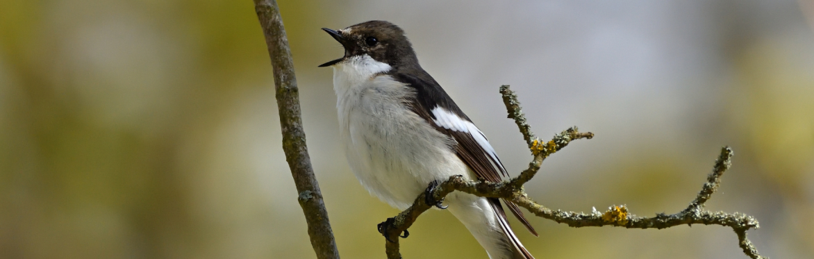 The Value of Birdsong: How Biodiversity Shapes Health, Wellbeing and Decisions about Nature