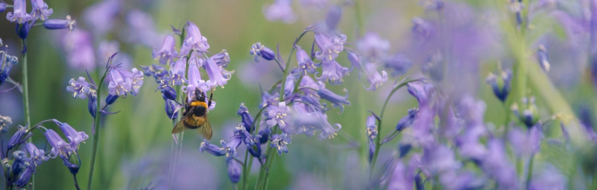 Winter Talk: Queer Botany of the Lower Lea Valley, with Sixto-Juan Zavala