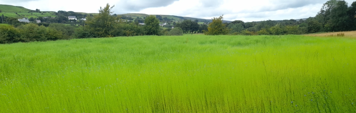 Harvest Week - Flax