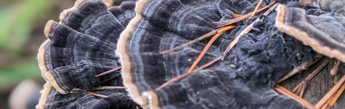 Hepple in Focus: Autumn Fungi