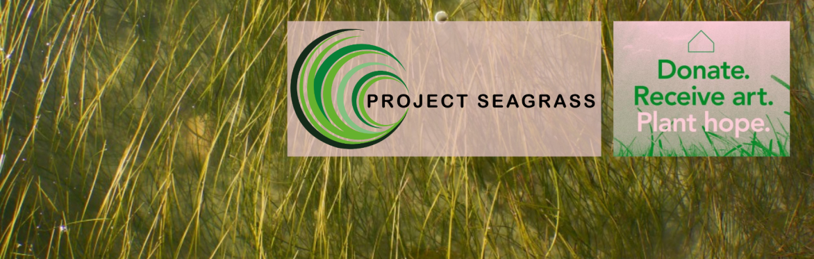Seagrass in Kent: with Project Seagrass and Art for Our Sea